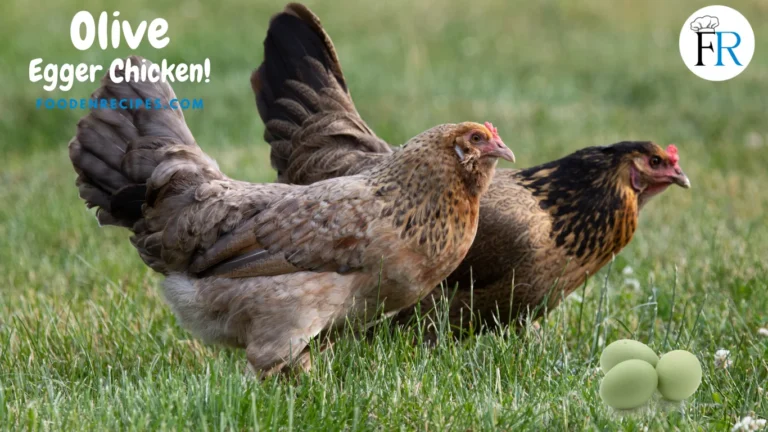 Olive Egger Chicken